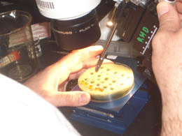 Une fine aiguille de verre (environ 5 µm) contrôlée par un micromanipulateur est utilisée pour pénétrer dans le chorion et pour injecter un petit volume de liquide (2 nL) contenant l'ADN en question.