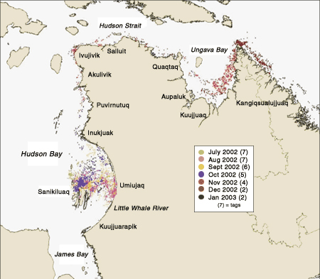 Movements of beluga whales equipped with satellite transmitters. All animals were captured at Little Whale River.