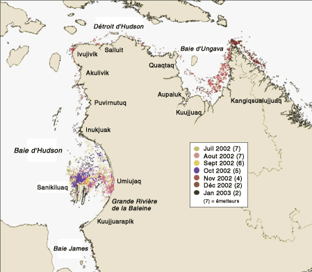 Déplacements de bélugas munis d'émetteurs satellites. Tous les animaux ont été capturés à Grande Rivière de la Baleine.