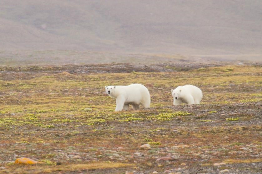 Unexpected visitors:  At the 2017 camp we experienced some exciting but tense moments when six new visitors came to the periphery of the camp. In the early hours one Sunday morning, a polar bear mother and her two cubs came within a couple of hundred metres of us. At around lunchtime, a lone male polar bear was spotted walking towards the camp to check us out, and almost simultaneously, a second mother and her cub approached from the opposite direction. © Don-Jean Leandri-Breton, UQAR.