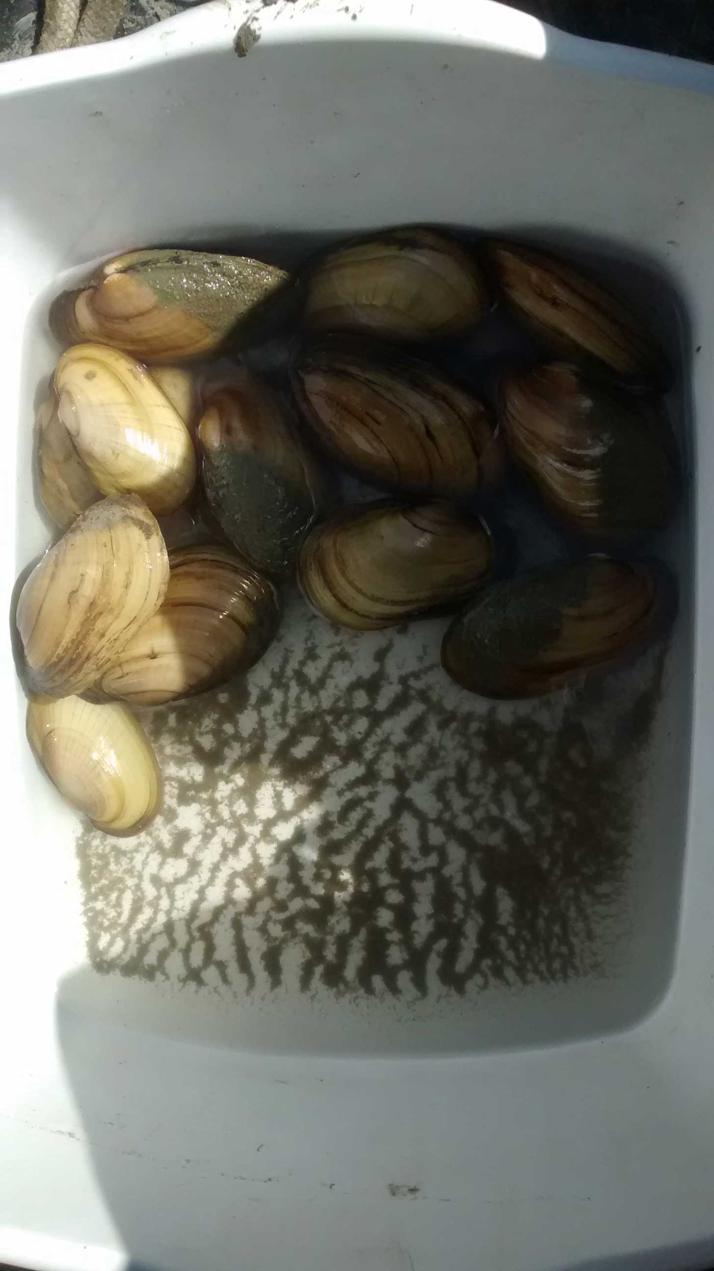 Fatmucket mussels (Lampsilis siliquoidea) to be tested for polycyclic aromatic hydrocarbons