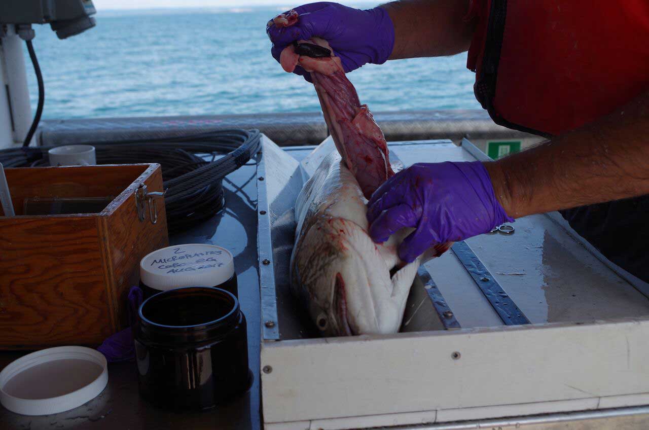 Dissecting the gut from a trout to save the gastrointestinal tract for microplastics analysis and the remainder of the fish for chemical analysis.