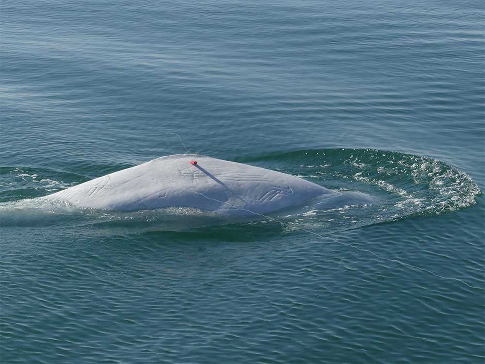 Biopsy in action, the dart is projected on the right flank of a Beluga whale in the St. Lawrence estuary