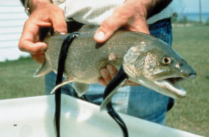 Image showing lamprey attached to a lake trout