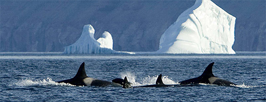 Recherche sur les mammifères marins