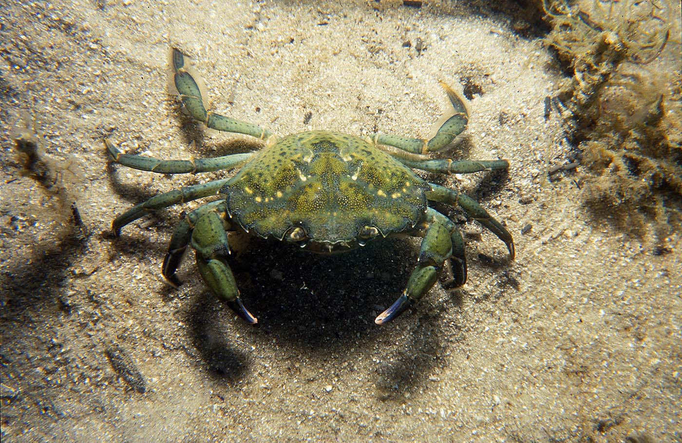 European Green crab, an invasive species. Photo credit: Central Kootenay Invasive Species Society (CKISS).
