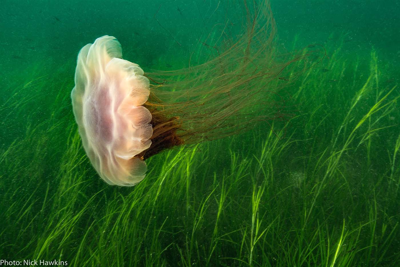 Lion's mane jellyfish and eelgrass (Eastern Shore AOI). There may be ‘winners’ and ‘losers’ in a future ocean environment due to climate change. Photo credit: Fisheries and Oceans Canada (DFO).