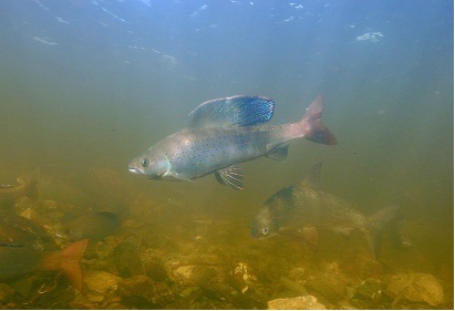 Nage des poissons