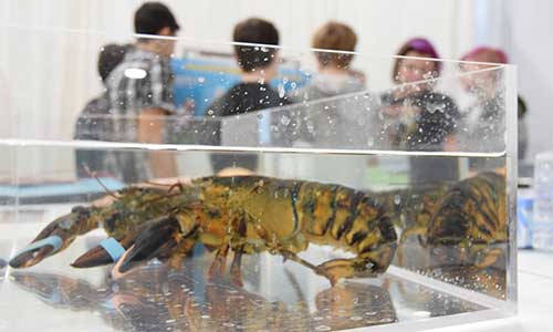 Then there’s the lobster station, with live adult lobster – one male and one female. Here, the students learn how to tell the two apart. © DFO Gulf.