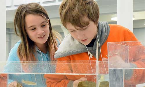 Students are fascinated by all the different species in the touch tank – and try to see how many they can identify. © DFO Gulf.
