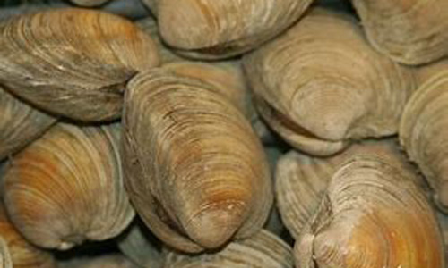Clam is a common name for several kinds of bivalve molluscs. The word is often applied only to those that live as infauna, spending most of their lives partially buried in the sand of the ocean floor. Clams have two shells of equal size connected by two adductor muscles and have a powerful burrowing foot. Photo credit: commons.wikimedia.org