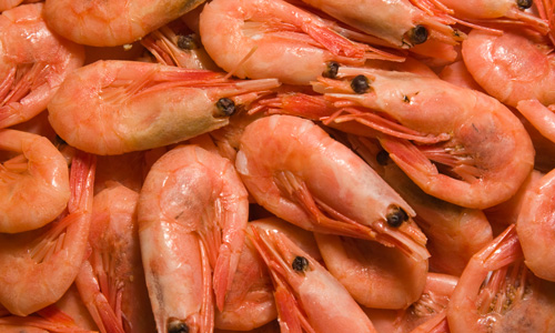 Pandalus borealis is a species of caridean shrimp found in cold parts of the Atlantic and Pacific Oceans. The Food and Agriculture Organization of the United Nations refers to them as the northern prawn. Other common names include cold-water prawn, pink shrimp, deep-sea prawn, great northern prawn, and northern shrimp. Photo credit: istockphoto.com