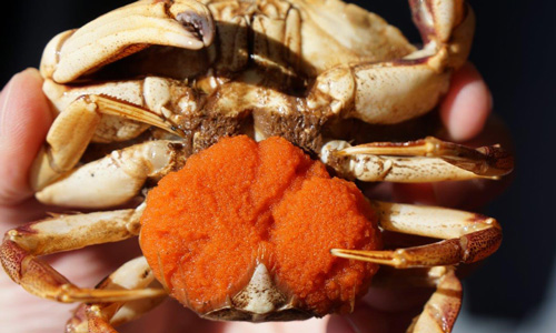 the Atlantic rock crab or peekytoe crab (Cancer irroratus) is a crab in the genus Cancer. It is found from Iceland to South Carolina at depths up to 2,600 feet (790 m), and reaches 5.2 inches (133 mm) across the carapace, or shell. Photo credit: DFO Gulf