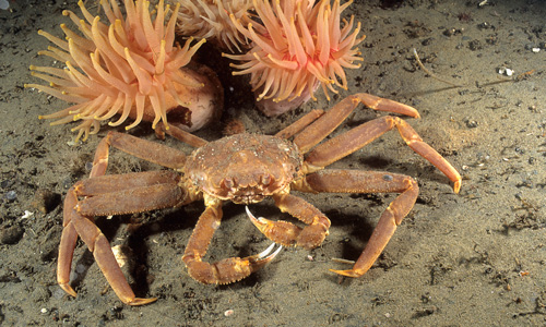 The Atlantic variety of the snow crab (Chionoecetes opilio) are spider-like creatures with a flat, round shell and long, slender legs. Their colour changes as they age, from red soon after they moult to an olive shade. Snow crab have a life span of 12 to 13 years. In the Atlantic, they extend from west Greenland down the Canadian Atlantic coast to Nova Scotia. Photo credit: istockphoto.com