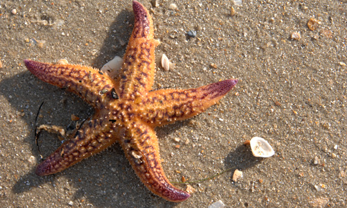 Starfish or sea stars are star-shaped echinoderms belonging to the class Asteroidea. About 1,500 species of starfish occur on the seabed in all the world's oceans, from the tropics to frigid polar waters. Starfish are marine invertebrates. They typically have a central disc and five arms, though some species have a larger number of arms. Photo credit: depositphotos.com