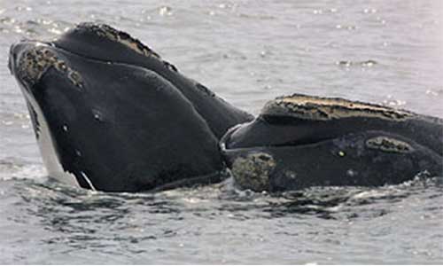 Fisheries and Oceans Canada asks those who see North Atlantic Right Whales to provide the date, time, location (latitude and longitude if possible) and an estimate of the number of whales seen. If photos or videos are available, these are welcome. In the Gulf region, contact 1-844-800-8568 or email  XMARwhalesightings@dfo-mpo.gc.ca. Photo credit: NOAA NMFS