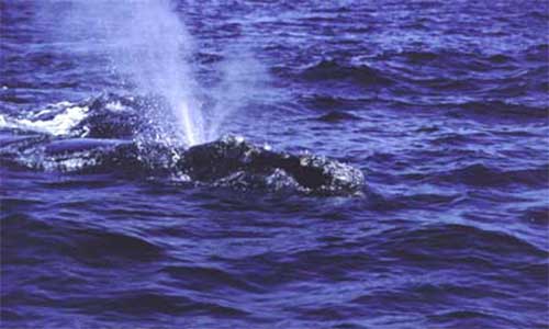 Critical habitat is a place that a species relies on because it provides conditions that the species needs for survival or recovery. Right whale critical habitat has been identified in the Grand Manan Basin (Bay of Fundy) and Roseway Basin (off southwestern Nova Scotia). Photo credit: Cetacean Society International