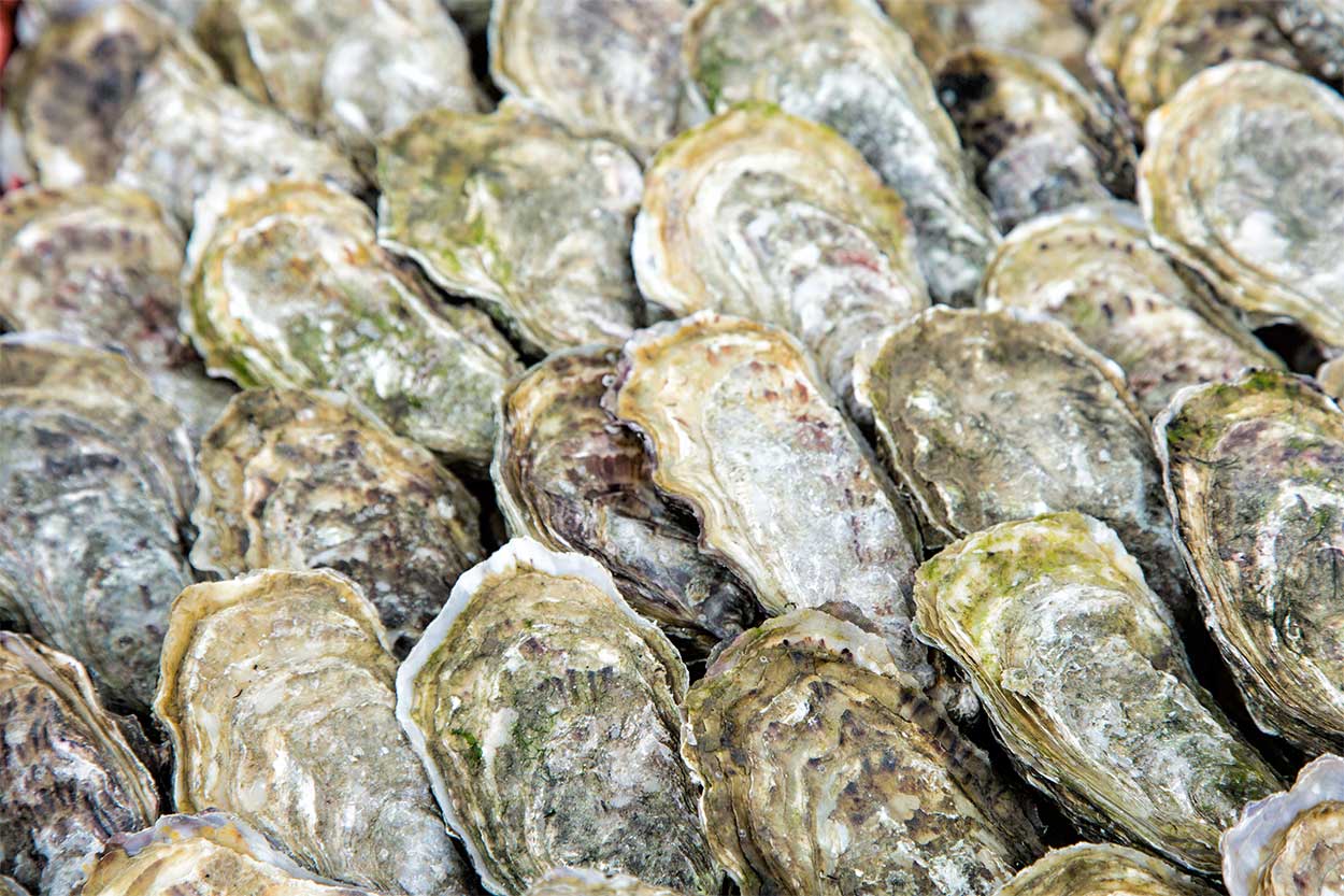 ASEC’s first research project will generate new knowledge by investigating the settlement preferences of oyster larvae. This research is a collaboration with several partners contributing expertise to the project. Photo credit: depositphotos.com