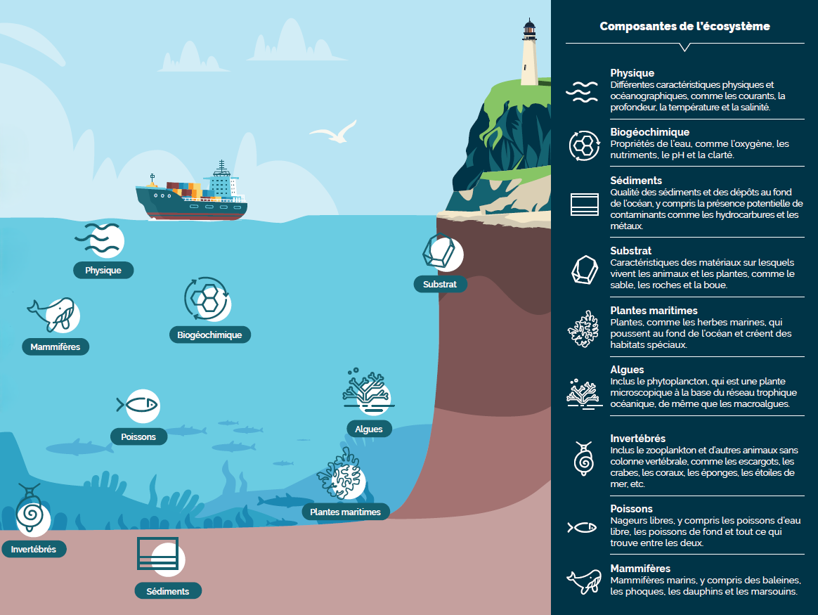 L’infographie fournit un aperçu des composantes des écosystèmes côtiers qui sont étudiées dans le cadre du Programme sur les données environnementales côtières de référence. Sur le côté droit de l’infographie, une coupe transversale d’une côte est illustrée pour montrer le ciel, l’eau et la couche de sédiments. Sur l’illustration, chaque composante des écosystèmes est représentée par une icône. À droite, les composantes sont énumérées comme suit : - Physique – Cette composante désigne les différentes caractéristiques physiques et océanographiques, comme les courants, la profondeur, la température et la salinité. Cette composante est représentée par une icône de trois lignes horizontales ondulées et superposées. Sur l’illustration de la côte, l’icône se trouve près de la surface de l’eau. - Biogéochimique – Cette composante désigne les propriétés de l’eau, comme l’oxygène, les nutriments, le pH et la clarté. Cette composante est représentée par une icône de trois hexagones fusionnés et entourés de flèches formant un cercle. Sur l’illustration de la côte, l’icône se trouve dans l’eau, au centre. - Sédiments – Cette composante désigne les sédiments et les dépôts au fond de l’océan, y compris la présence potentielle de contaminants, comme les hydrocarbures et les métaux. Cette composante est représentée par l’icône d’un rectangle traversé par des lignes horizontales. Sur l’illustration de la côte, l’icône se trouve dans la couche de sédiments. - Substrat – Cette composante désigne les caractéristiques des matériaux sur lesquels vivent les animaux et les plantes océaniques, comme le sable, les roches et la boue. Cette composante est représentée par l’icône d’une forme tridimensionnelle à plusieurs côtés irréguliers. Sur l’illustration de la côte, l’icône se trouve sous le rivage, à droite. - Plantes maritimes – Cette composante désigne les plantes, comme les herbes marines, qui poussent au fond de l’océan et qui créent des habitats particuliers. Cette composante est représentée par l’icône d’une plante semblable à des algues. Sur l’illustration de la côte, l’icône se trouve au-dessus de la couche de sédiments, près du rivage. - Algues – Cette composante comprend le phytoplancton, qui est une plante microscopique à la base du réseau trophique océanique, et les algues marines de plus grande taille. Cette composante est représentée par l’icône d’une structure végétale ramifiée semblable à du corail. Sur l’illustration de la côte, l’icône se trouve dans l’eau, au-dessus de l’icône de la végétation émergente près du rivage. - Invertébrés – Cette composante comprend les petits zooplanctons flottants et d’autres animaux sans colonne vertébrale, comme les escargots, les crabes, les moules, les coraux, les éponges et les étoiles de mer. Cette composante est représentée par l’icône d’un escargot. Sur l’illustration de la côte, l’icône se trouve au-dessus de la couche de sédiments, à gauche. - Poissons – Cette composante désigne les poissons qui nagent librement, y compris les poissons d’eau libre, les poissons de fond et tout ce qui trouve entre les deux. Cette composante est représentée par l’icône d’un poisson. Sur l’illustration de la côte, l’icône se trouve dans l’eau, au centre. - Mammifères – Cette composante désigne les mammifères marins, y compris les baleines, les phoques, les dauphins et les marsouins. Cette composante est représentée par l’icône d’une baleine. Sur l’illustration de la côte, l’icône se trouve dans l’eau, à gauche.