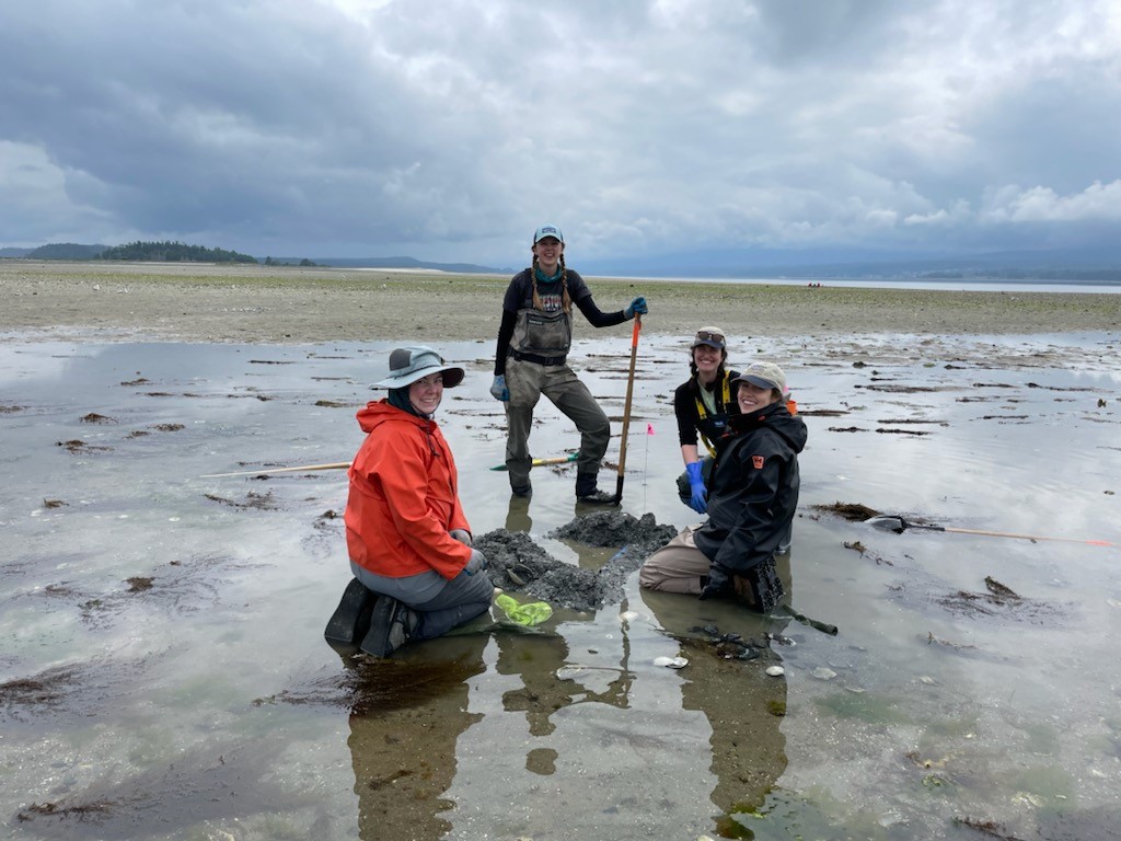 Une équipe de quatre scientifiques effectue un relevé sur la palourde intertidale à l'île Sandy, en Colombie-Britannique.