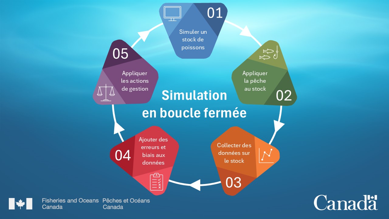 La simulation en boucle fermée est un cycle répétitif. D’abord, les données et les procédures de gestion existantes sont utilisées pour simuler un stock de poissons. La pression de la pêche est appliquée au stock simulé. Les données sont recueillies à partir du stock simulé. Une erreur et un biais sont ajoutés volontairement aux données. L’état du stock est évalué ou les indicateurs sont calculés. Les procédures de gestion sont appliquées pour choisir les mesures de gestion qui seront mises en œuvre à la prochaine étape. Ensuite, le cycle recommence.
