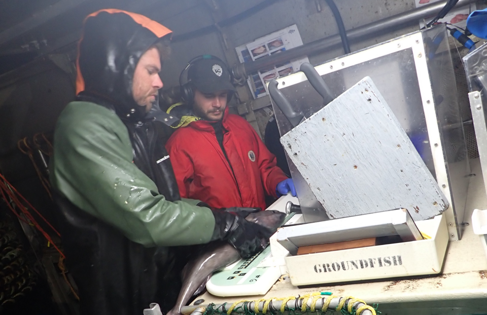 Deux techniciens sur le terrain dans le cadre d’un relevé sur la morue charbonnière. Source : Équipe du relevé sur la morue charbonnière de la région du Pacifique du MPO.