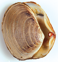 Clam Identification Chart