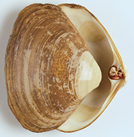 Clam Identification Chart