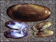 Razor shells