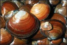 Varnish clams