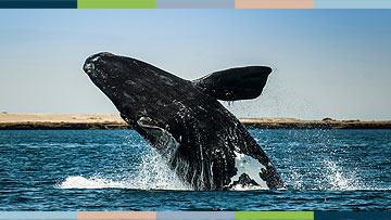 Protection des baleines en voie de disparition au Canada