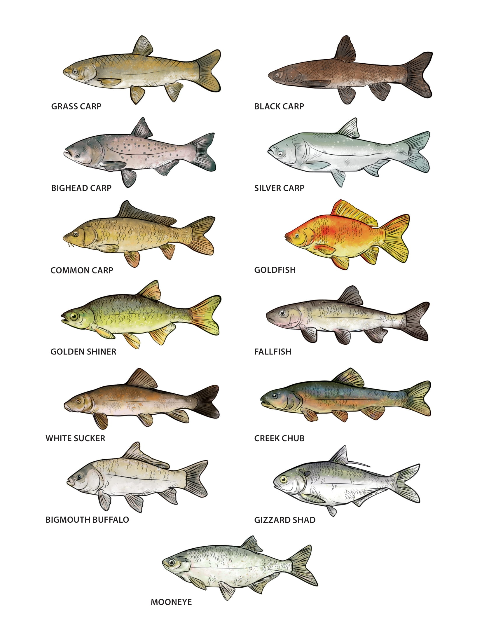 Illustrations of twelve aquatic aquatic invasive species featured in the colouring book.