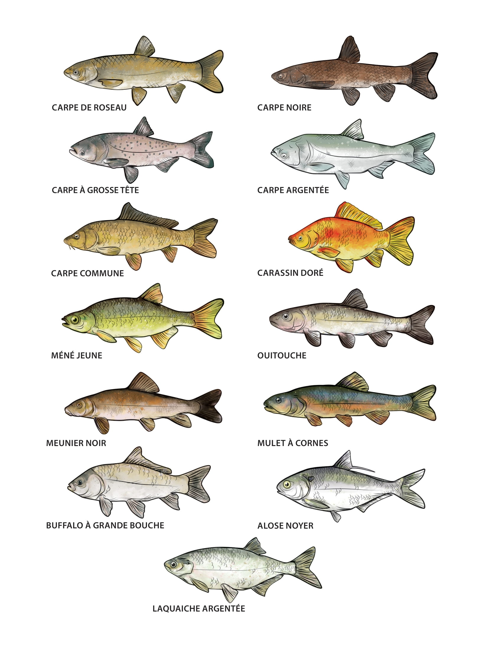 Illustrations de douze espèces aquatiques envahissantes présentées dans le livre de coloriage.