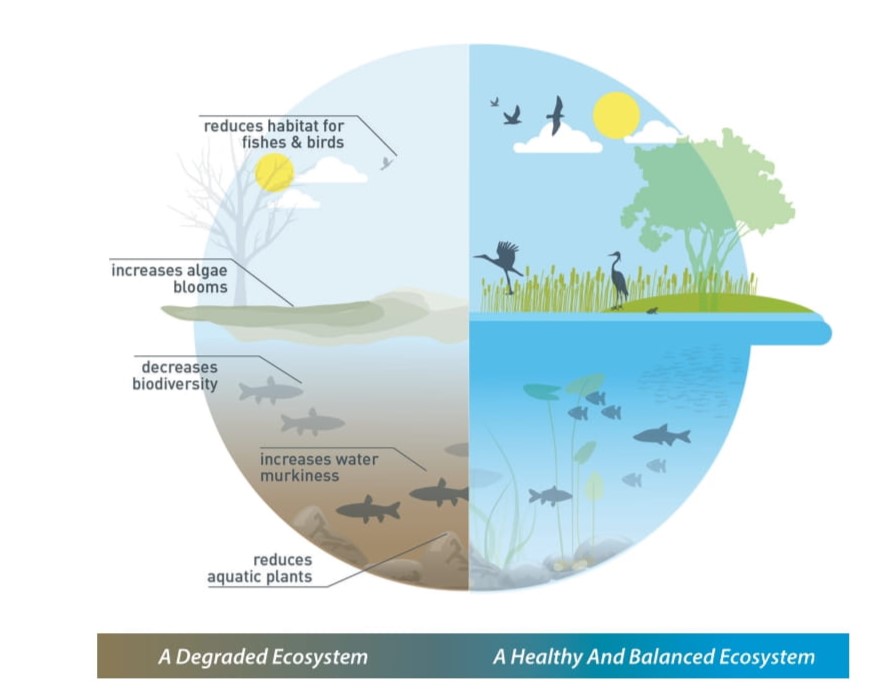 Illustration of effects of Grass Carp on ecosystems