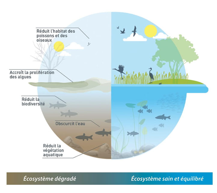 Illustration des effets de la carpe herbivore sur les écosystèmes.