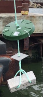 A settlement plate being deployed in a marina to detect aquatic invasive species.