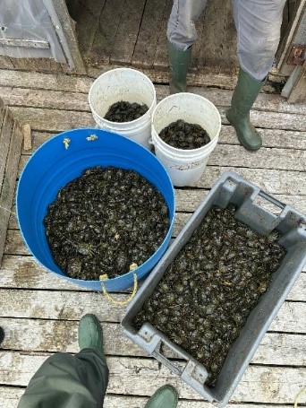 Deux seaux moyens et deux seaux grands remplis de crabes verts capturés