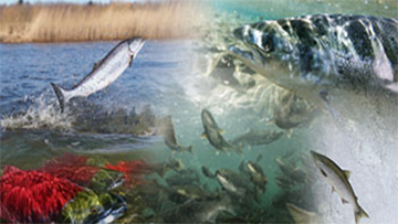 Protecting Canada’s wild salmon