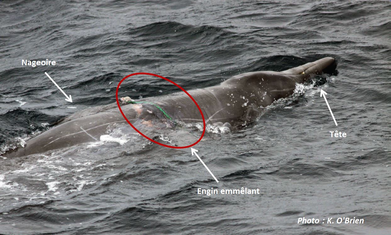 Baleine à bec de Sowerby enchevêtrée