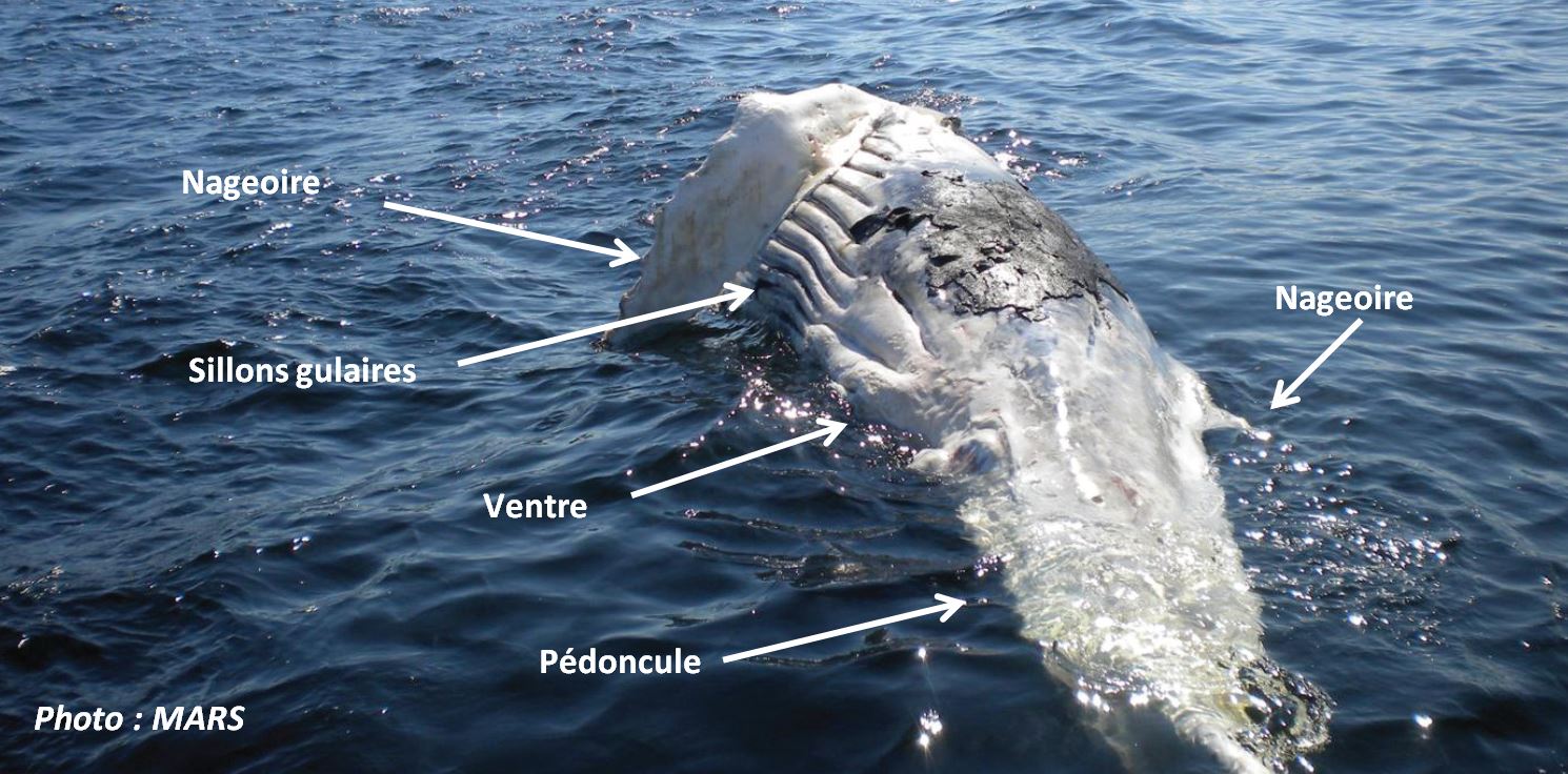 Rorqual à bosse (mort depuis longtemps)
