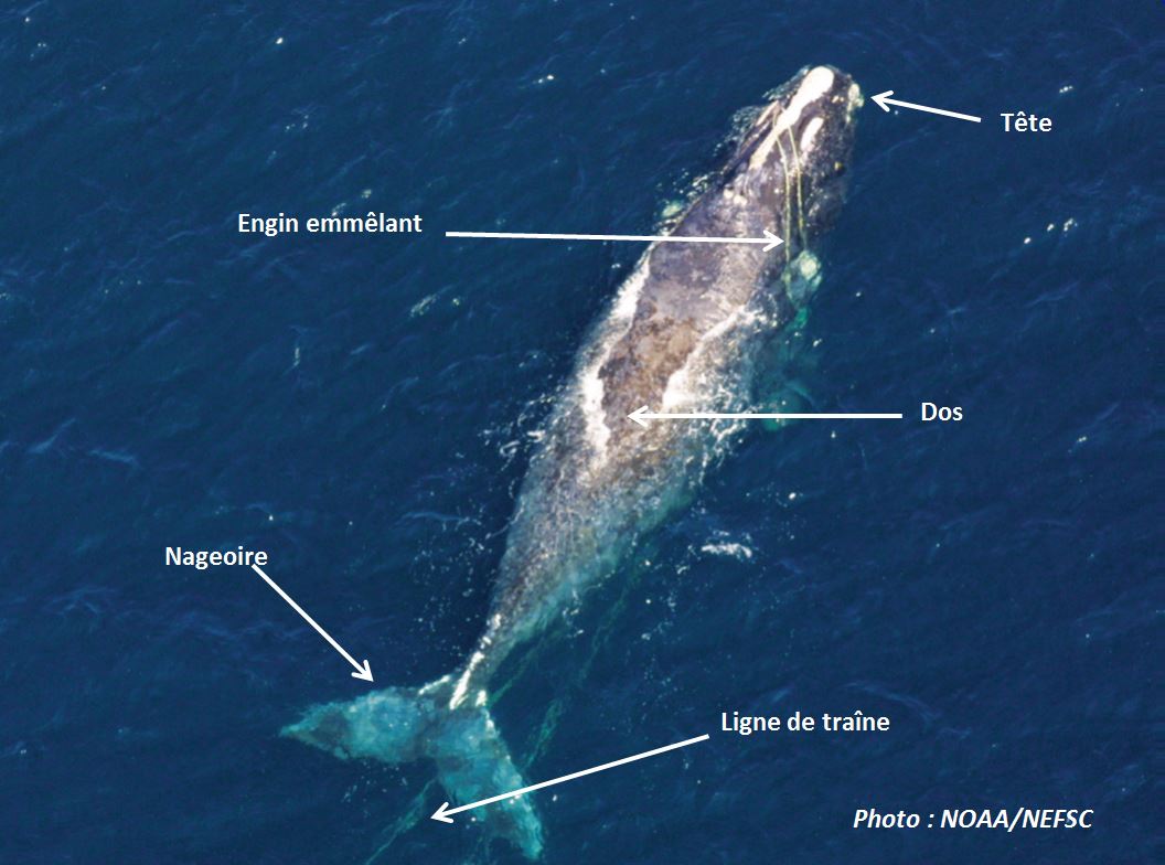Baleine noire de l'Atlantique Nord enchevêtrée