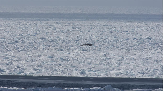 Mammifères marins emprisonnés par les glaces