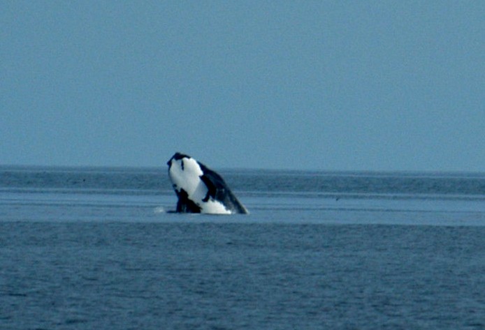 Baleine noire de l'Atlantique en voie de disparition
