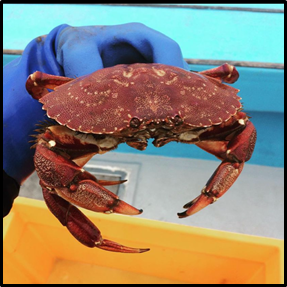 Crabe commun (Cancer irroratus)