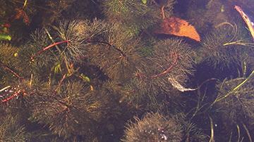 Tiges de feuilles submergées de bident de Beck.