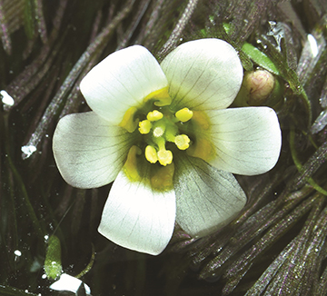 Fleur du cabomba de Caroline.