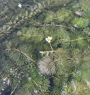 Plan d’eau envahi par le cabomba de Caroline.