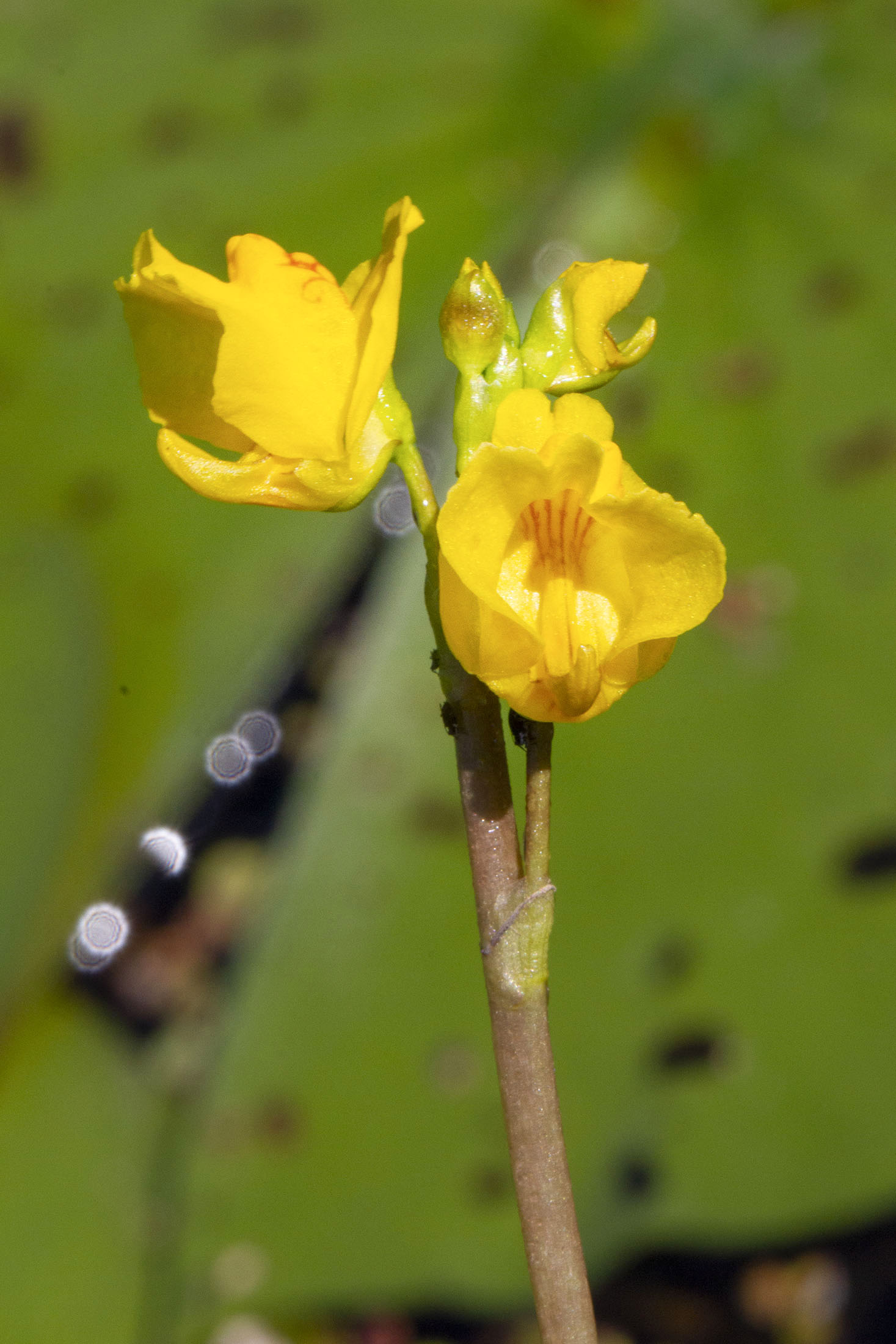 Fleur de l'utriculaire vulgaire.