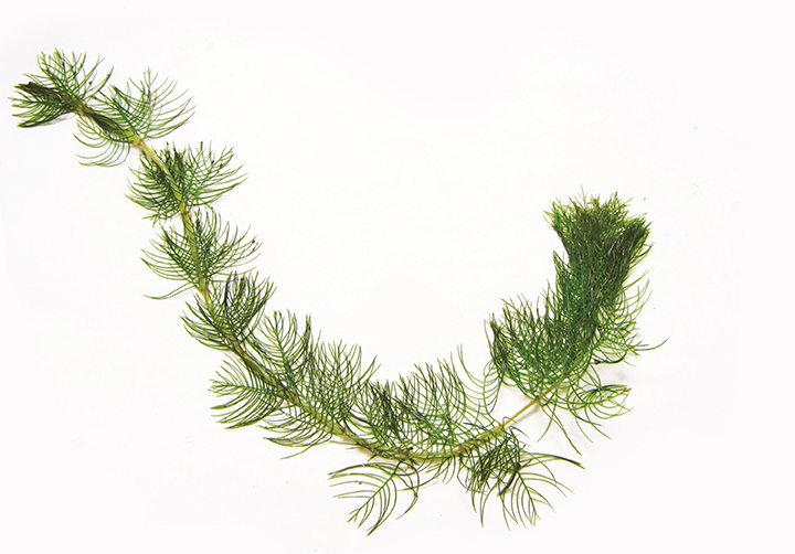 Siberian Water-Milfoil leaf stalk.