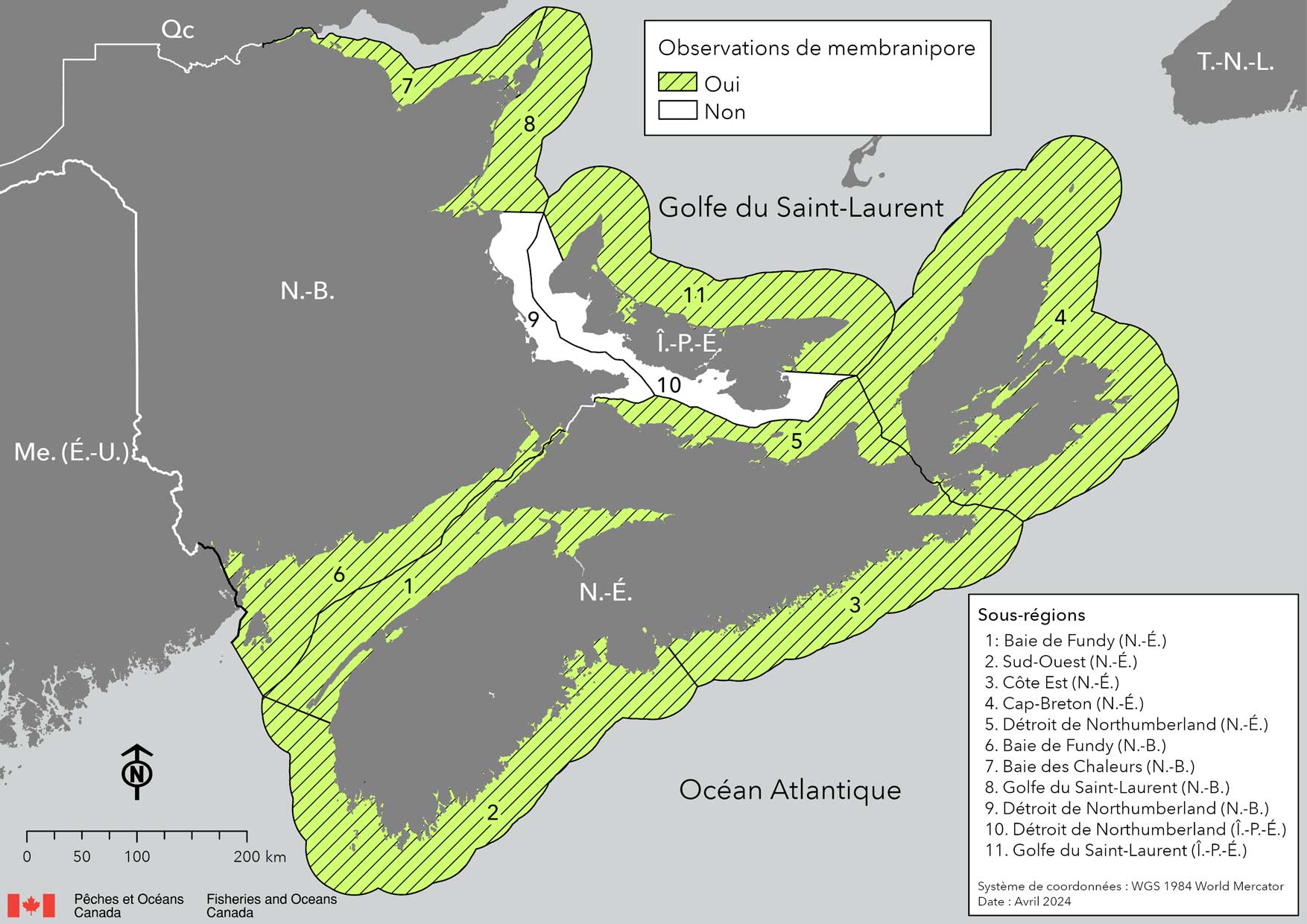 Carte montrant les provinces maritimes canadiennes: Nouvelle-Écosse (N.-É.), Nouveau-Brunswick (N.-B.), Île-du-Prince-Édouard (Î.-P.-É.). Les eaux côtières environnantes sont divisées en sous-régions, qui sont délimitées en noir. Les régions ombrées en vert indiquent que le Membranipore a été observé dans les sous-régions: 1 : Baie de Fundy (N.-É.). 2 : Sud-Ouest (N.-É.). 3 : Côte Est (N.-É.). 4 : Cap-Breton (N.-É.). 5 : Détroit de Northumberland (N.-É.). 6 : Baie de Fundy (N.-B.). 7 : Baie des Chaleurs (N.-B.). 8 : Golfe du Saint-Laurent (N.-B.). 11 : Golfe du Saint-Laurent (Î.-P.-E.).